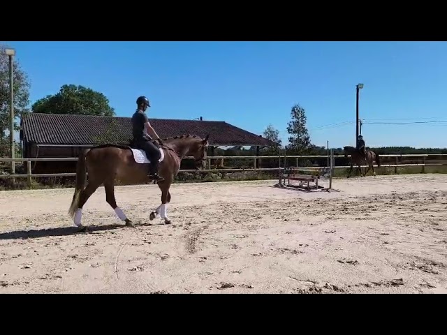 Caballo castrado Lusitano En venta 2019 Alaz&aacute;n por EROS 