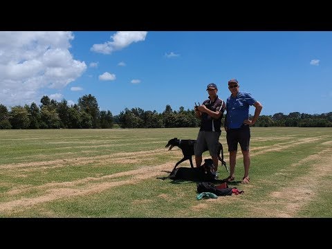 Dogs at Robina Stadium Park - 2