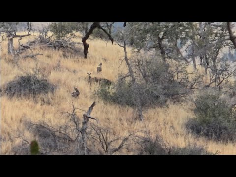 D7 Wildlife Management Area: Hirschjagd! Jagd auf brunftige Böcke an der Küste.
