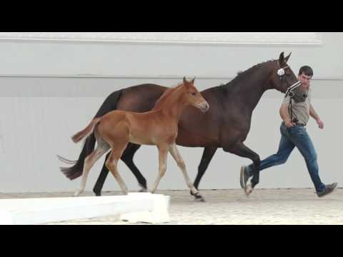 Oldenburger Hengstfohlen vom Morricone