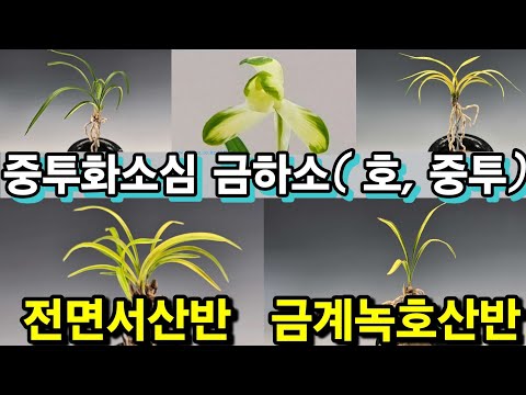 유튜브 썸네일