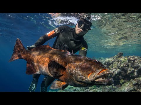 Spearfishing Giant Coral Trout in Fiji