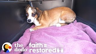 Dog Who Was Shaking For Months Finally Wags Her Tail | The Dodo Faith = Restored