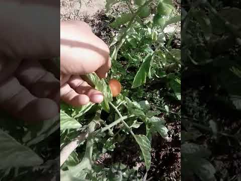 , title : 'How To Grow Tomatoes From Seed To Havest 2023 Udate 2.0'