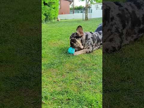 Video 4