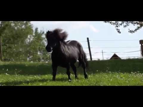 Mini Shetland stallion Birling Parthia- my soulmate