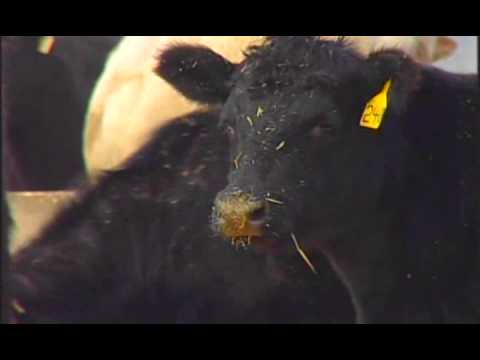 Haybuster Balebuster 2650