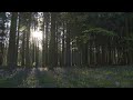 4K HDR Bluebell Woods   English Forest   Birds Singing   No Loop   Relaxing Nature