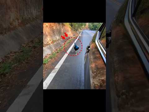 A Peacock Stopped His Car for Help… What Happened Next Was Incredible! 🦚❤️