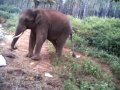 Elephant Crossing Over Fence