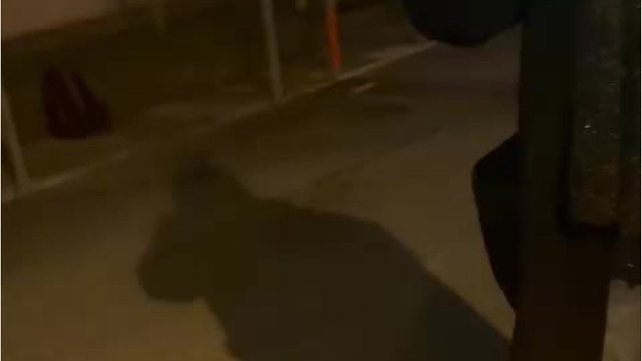 Presa per il collo, ho chiamato la polizia: il video delle due dottoresse aggredite a Udine