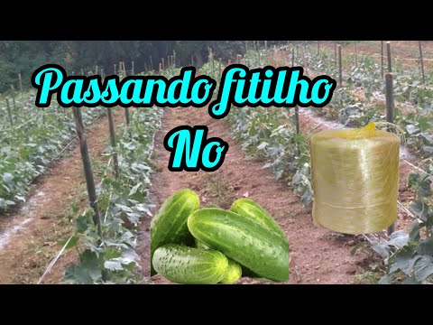 , title : 'passando fitilho na cultura do pepino caipira!!@quinahortavoceaprende'