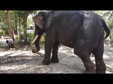 download lagu mp3 mp4 Rope Elephant, download lagu Rope Elephant gratis, unduh video klip Rope Elephant