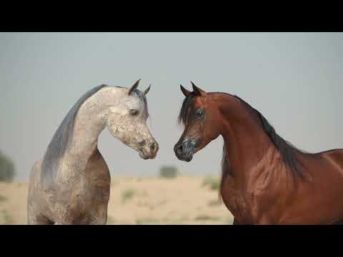 ⚜️ FA EL RASHEEM ⚜️ The Revolution