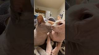 兄妹仲良し猫スルタンとアレクサンドラ【スフィンクス】