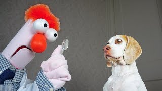 Funny Dogs vs Mad Scientist: Funny Dogs Maymo & Potpie by Maymo