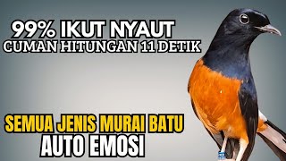 Download lagu PANCINGAN murai Batu FIGHTER GACOR ISIAN KERAS !! Jadikan semua murai batu ngedrop LANGSUNG NARUNG mp3 Download lagu PANCINGAN murai Batu FIGHTER GACOR ISIAN KERAS !! Jadikan semua murai batu ngedrop LANGSUNG NARUNG mp3