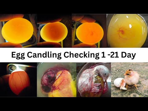 Egg Candling from day 1 to 21: The Ultimate Guide to Checking Fertility & Development
