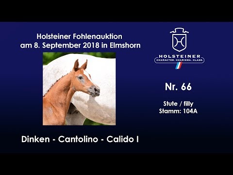 Holsteiner Fohlenauktion | Nr. 66 v. Dinken - Cantolino