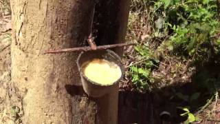 Pot of Latex from Hevea Tree