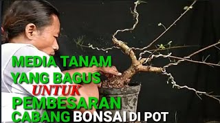 Download lagu Konsep awal bonsai ileng ileng media tanam yang bagus buat pembesaran cabang mp3 Download lagu Konsep awal bonsai ileng ileng media tanam yang bagus buat pembesaran cabang mp3