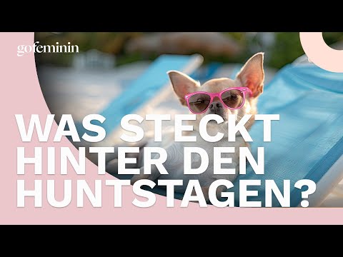 Heißeste Tage des Sommers? Die Hundstage sind anders, als du denkst