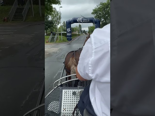 Cob normand  de 3 ans