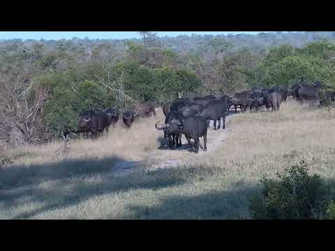 Djuma: Large Buffalo herd-Pt:1 - 15:39 - 06/19/2023