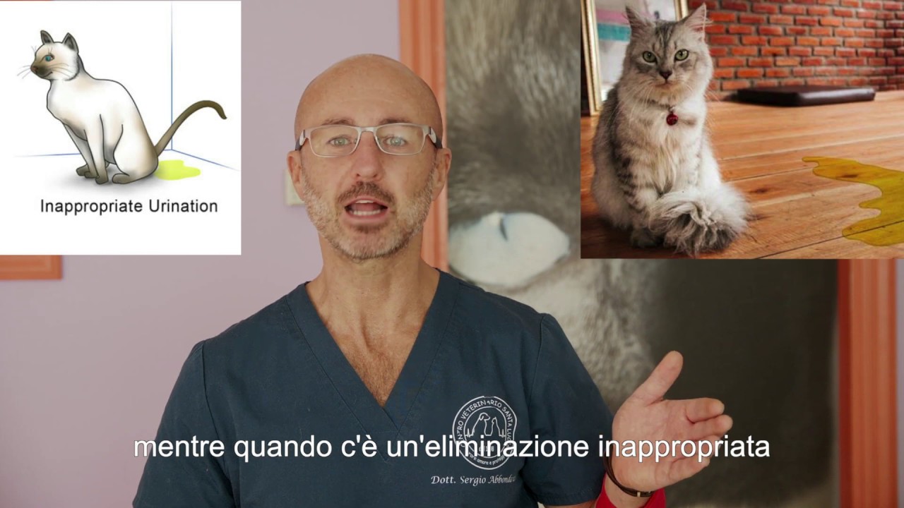 28 - Il tuo gatto fa la pipì fuori letteria Il tuo gatto fa pipì fuori posto Scopri il perchè