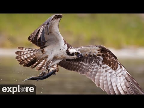 Audubon Boat House Osprey Nest powered by EXPLORE.org