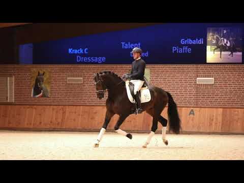 Hengstenstation van Uytert - My Blue Hors Santiano