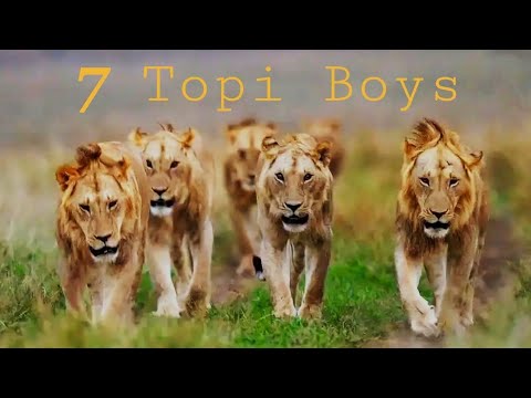7 Topi Male Lions | Masai Mara National Park