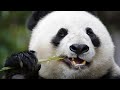PANDA The Most Expensive Animal On Earth