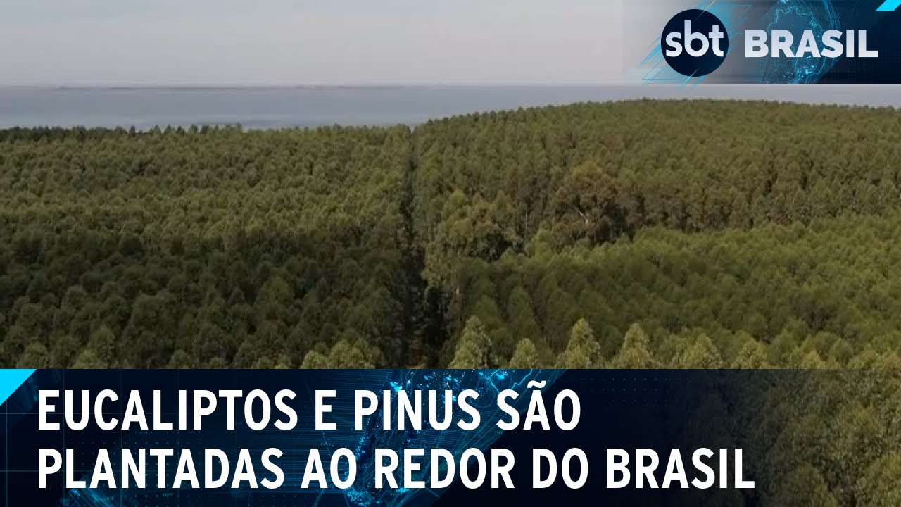 Viveiro no RS cultiva eucaliptos para florestas de celulose em oito anos | SBT Brasil (25/09/24)