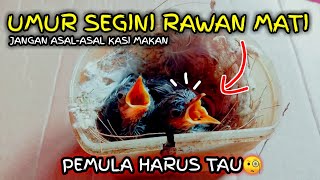 Download lagu Meloloh Anakan Prenjak Kepala Merah Yang Aman Dan Gak Mudah Mati mp3