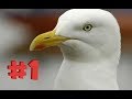 SEAGULLS SQUAWKING COMPILATION 1