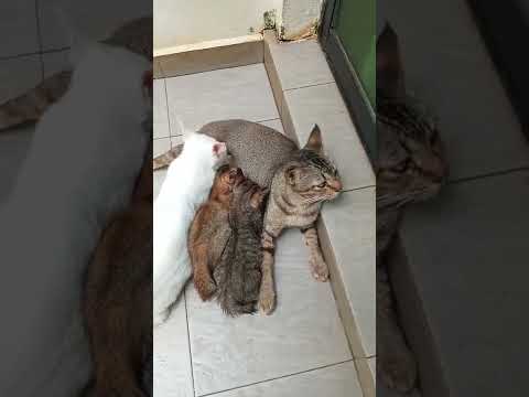 Time Machine Cats !!!! Longest Daily Cat's Story older brother , join for eating with kitten - 3