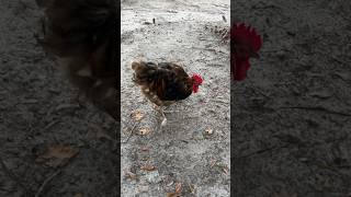 Download lagu My guy blacky is very sneaky mp3