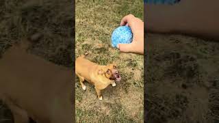 Video preview image #1 American Staffordshire Terrier-Labrador Retriever Mix Puppy For Sale in Jackson, MS, USA