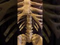 8ft skeleton with digital eyes from Transworld Halloween show Morris costumes | Giant skeleton