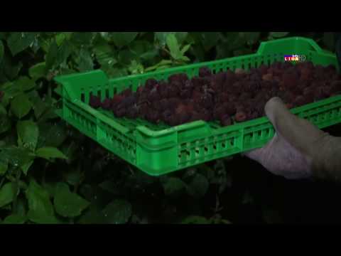 SPAS za malinare (infoliga.rs)