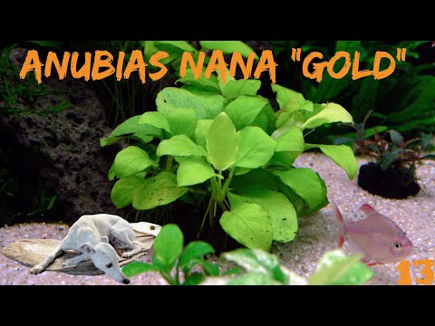 Das goldene Zwerg-Speerblatt - Anubias Batheri var. nana "Gold"  | ADVENTdicted! Adventskalender 13