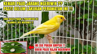 Download lagu PAUD CARE FOR CANARIES SO THAT THEY CHIPPLE DILIGENTLY EVERY DAY AND GACOR QUICKLY❗ mp3