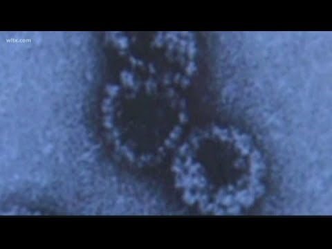 Papilloma vírus ember hogyan lehet