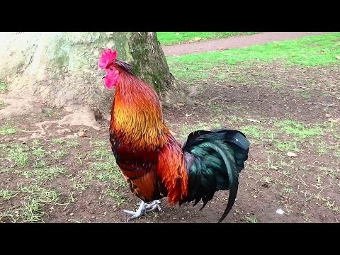 Rooster Crowing Compilation Plus  - Rooster crowing sounds Effect 2016