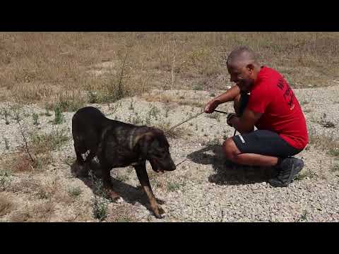 Vídeo de POLLY