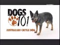 Boyero Australiano - PASTOR GANADERO AUSTRALIANO - ABC CANINO - 101 DOGS - ESPAÑOL