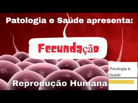 Reprodução Humana: Fecundação