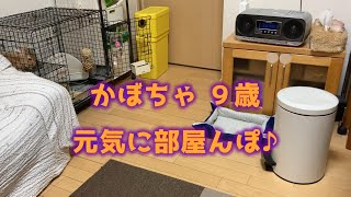 かぼちゃ９歳、元気に部屋んぽ