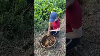 Download lagu Amazing Eel Trap Technique 👏 mp3